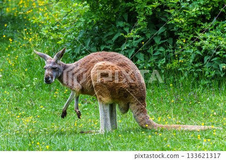 The red kangaroo, Macropus rufus is the largest of all kangaroos and the largest extant marsupial. The red kangaroo, Macropus rufus is the largest of all kangaroos and the largest extant marsupial. 133621317