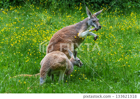 The red kangaroo, Macropus rufus is the largest of all kangaroos and the largest extant marsupial. The red kangaroo, Macropus rufus is the largest of all kangaroos and the largest extant marsupial. 133621318