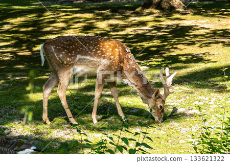 The fallow deer, Dama mesopotamica is a ruminant mammal The fallow deer, Dama mesopotamica is a ruminant mammal 133621322