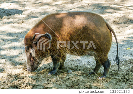 Red river hog, Potamochoerus porcus, also known as the bush pig. Red river hog, Potamochoerus porcus, also known as the bush pig. 133621323