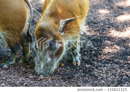 Red river hog, Potamochoerus porcus, also known as the bush pig. 133621325