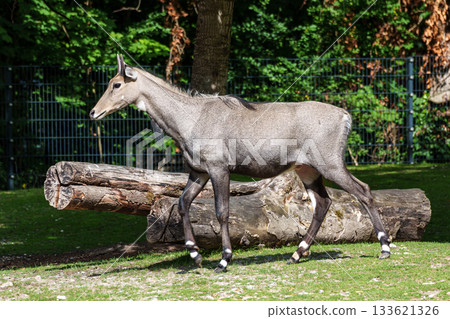 The nilgai or blue cow. Boselaphus tragocamelus is the largest Asian antelope The nilgai or blue cow. Boselaphus tragocamelus is the largest Asian antelope 133621326