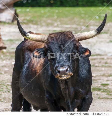 Heck cattle, Bos primigenius taurus or aurochs in a German park Heck cattle, Bos primigenius taurus or aurochs in a German park 133621329