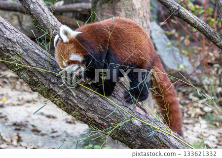 The red panda, Ailurus fulgens, also called the lesser panda. The red panda, Ailurus fulgens, also called the lesser panda. 133621332