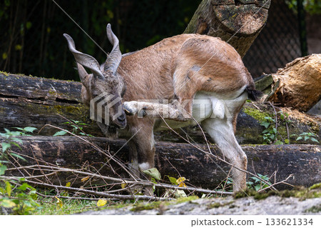 Turkmenian markhor, Capra falconeri heptneri living on the rocks 133621334