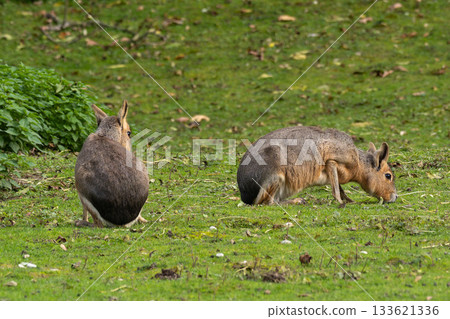 Patagonian Mara, Dolichotis patagonum are large relatives of guinea pigs 133621336