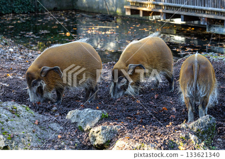 Red river hog, Potamochoerus porcus, also known as the bush pig. Red river hog, Potamochoerus porcus, also known as the bush pig. 133621340
