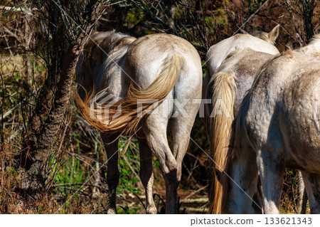 Camargue horses at the Aiguamolls de L'Emporda Natural Park in Girona, Spain 133621343