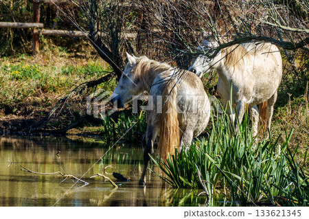 Camargue horses at the Aiguamolls de L'Emporda Natural Park in Girona, Spain 133621345