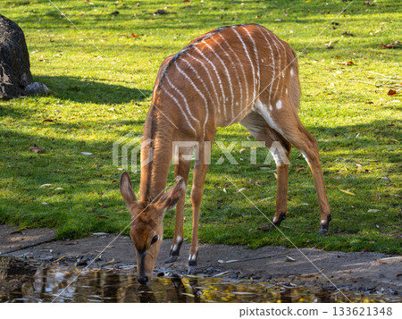 Nyala Antelope - Tragelaphus angasii. Wild life animal. Nyala Antelope - Tragelaphus angasii. Wild life animal. 133621348