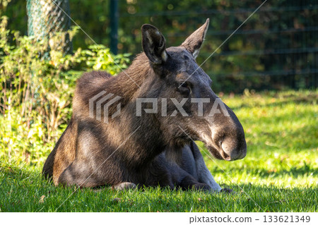 European Moose, Alces alces, also known as the elk European Moose, Alces alces, also known as the elk 133621349