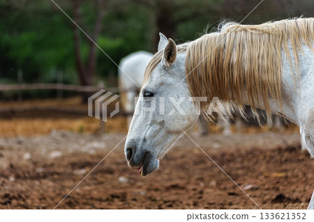 Camargue Horses at Saintes Marie de la Mer in The South of France, Provence-Alpes-Cote d'Azur 133621352