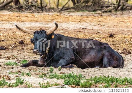 Wild black bull grazing in the fields of the Camargue in Provence, France. Wild black bull grazing in the fields of the Camargue in Provence, France. 133621353