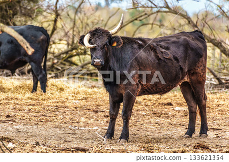 Wild black bull grazing in the fields of the Camargue in Provence, France. Wild black bull grazing in the fields of the Camargue in Provence, France. 133621354