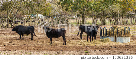 Wild black bull grazing in the fields of the Camargue in Provence, France. Wild black bull grazing in the fields of the Camargue in Provence, France. 133621356