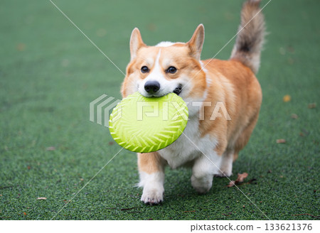 A Pembroke Welsh Corgi plays 133621376