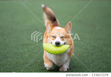 A Pembroke Welsh Corgi plays 133621378
