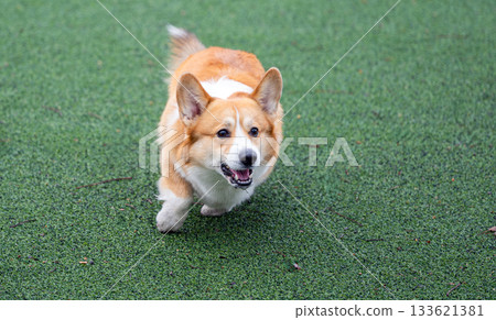 A Pembroke Welsh Corgi plays 133621381