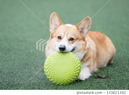 A Pembroke Welsh Corgi plays A Pembroke Welsh Corgi plays 133621382