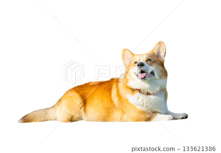 Corgi dog isolated 133621386