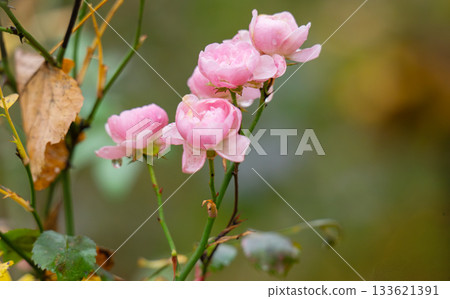 A small pink rose close-up A small pink rose close-up 133621391