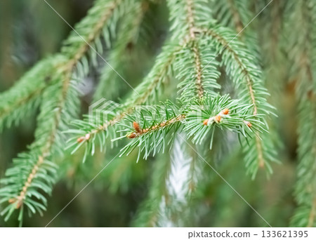 background of spruce branches background of spruce branches 133621395