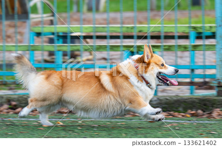 Welsh Corgi running during games 133621402