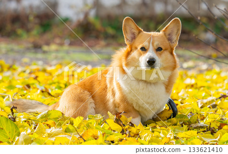 A portrait of a corgi in autumn leaves A portrait of a corgi in autumn leaves 133621410
