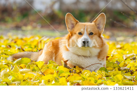 A portrait of a corgi in autumn leaves A portrait of a corgi in autumn leaves 133621411