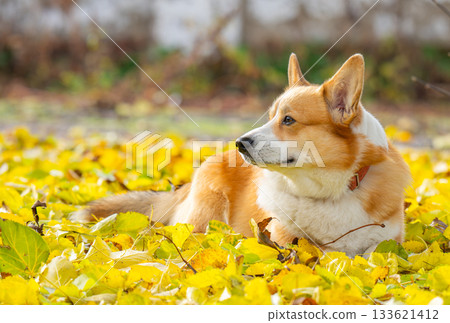 A portrait of a corgi in autumn leaves 133621412