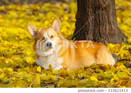 A portrait of a corgi in autumn leaves 133621413