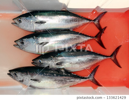 bloody bluefin four tuna fish Thunnus thynnus catch bloody bluefin four tuna fish Thunnus thynnus catch 133621429