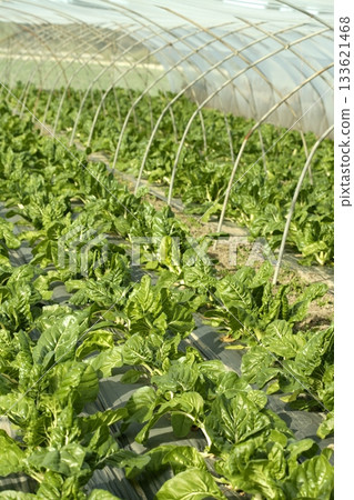 green chard cultivation in a hothouse field 133621468