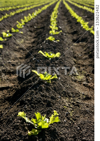 Lettuce sprouts field, green vegetable outbreaks 133621482