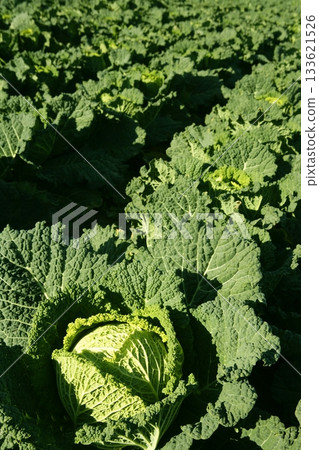 Green cabbage detail on a Spanish field 133621526
