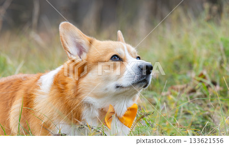 Portrait of a Pembroke Welsh Corgi 133621556