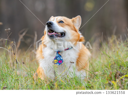 Portrait of a Pembroke Welsh Corgi 133621558