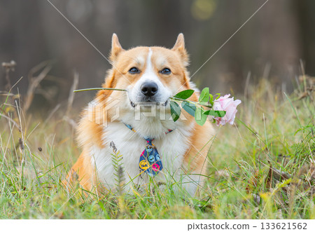 A portrait of a corgi with a rose in the park 133621562