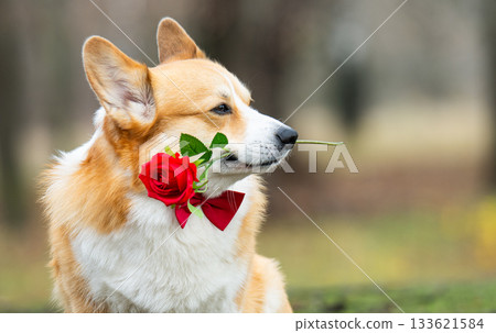 corgi with a red rose for Valentine's Day corgi with a red rose for Valentine's Day 133621584