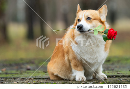 corgi with a red rose for Valentine's Day 133621585
