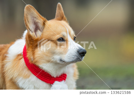 Portrait of a corgi with a winter red scarf Portrait of a corgi with a winter red scarf 133621586