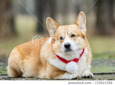 Portrait of a corgi with a winter red scarf 133621589