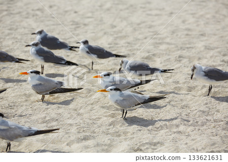 Royal Caspian terns sea birds in Miami Florida 133621631