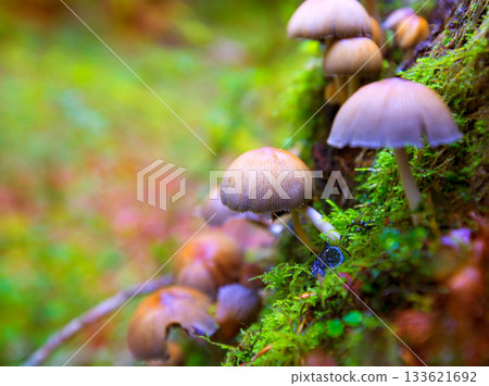 Psilocybe mushrooms in a beech tree trunk at Irati Pyrenees Psilocybe mushrooms in a beech tree trunk at Irati Pyrenees 133621692