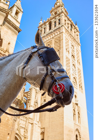 Seville cathedral Giralda tower with horse Seville cathedral Giralda tower with horse 133621694