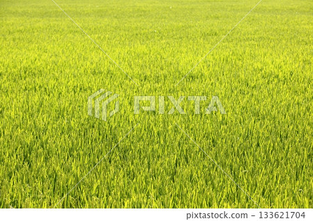 Rice cereal green fields Rice cereal green fields 133621704
