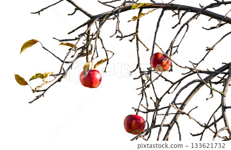 Apple tree branches without leaves with apples isolated Apple tree branches without leaves with apples isolated 133621732