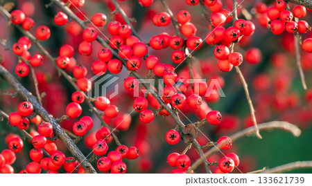 background of red pyracantha berries 133621739