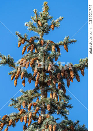 green spruce with cones green spruce with cones 133621745