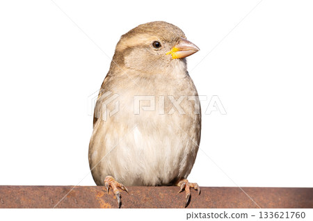 sparrow isolated on a white background sparrow isolated on a white background 133621760